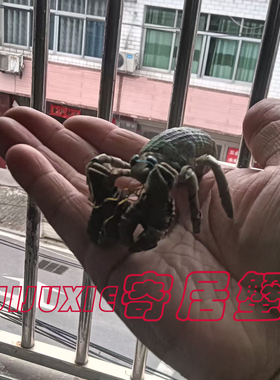 精品棕编寄居蟹很漂亮适合小