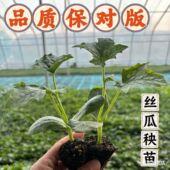 丝瓜苗带土秧苗高产肉丝瓜苗长香丝瓜苗四季 耐热阳台庭院爬藤