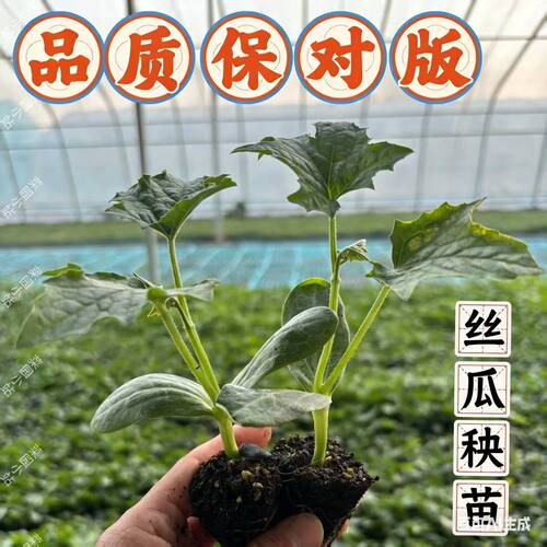 带土秧苗四季耐热高产丝瓜苗