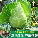 牛心甘蓝苗秧秋冬耐寒蔬菜苗阳台庭院盆栽菜秧尖头包菜苗绿甘蓝苗