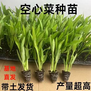 大叶空心菜菜苗三叉带土球发货四季种植阳台庭院盆栽通心菜苗秧苗