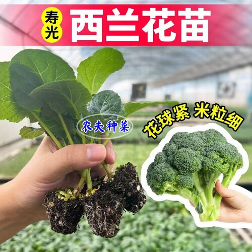 西兰花苗有机花菜苗秧苗