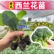西兰花苗有机花菜苗秧苗蔬菜苗西蓝花大苗四季 阳台盆栽种子菜种苗