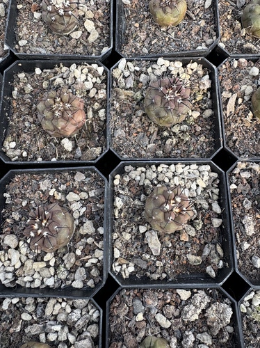 漳州嘟嘟仙人球【黑王丸】实生批 发量大大棚种植稀有品种