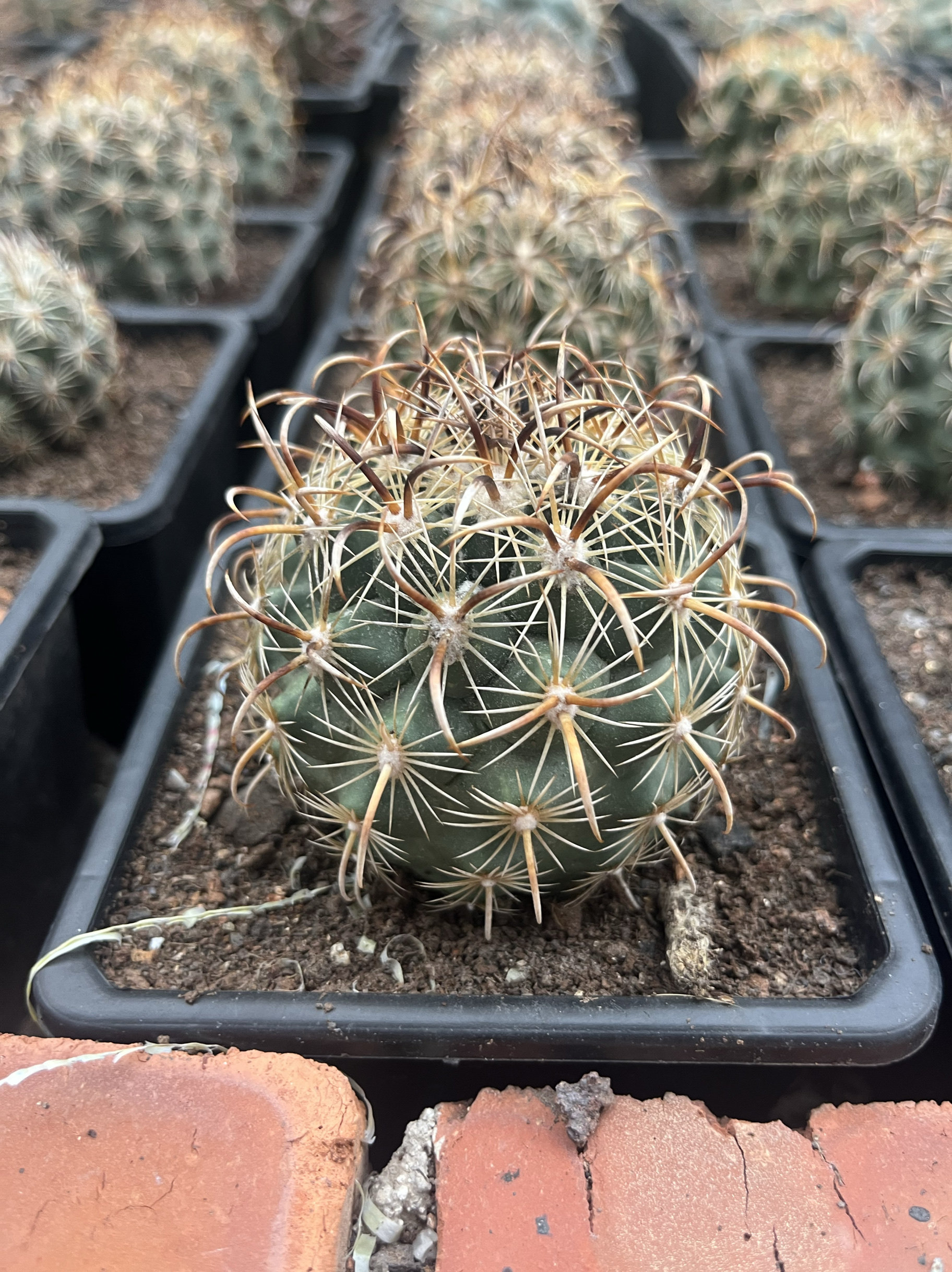 漳州嘟嘟仙人球【凤舞】仙人球批 发量大自根球强刺球