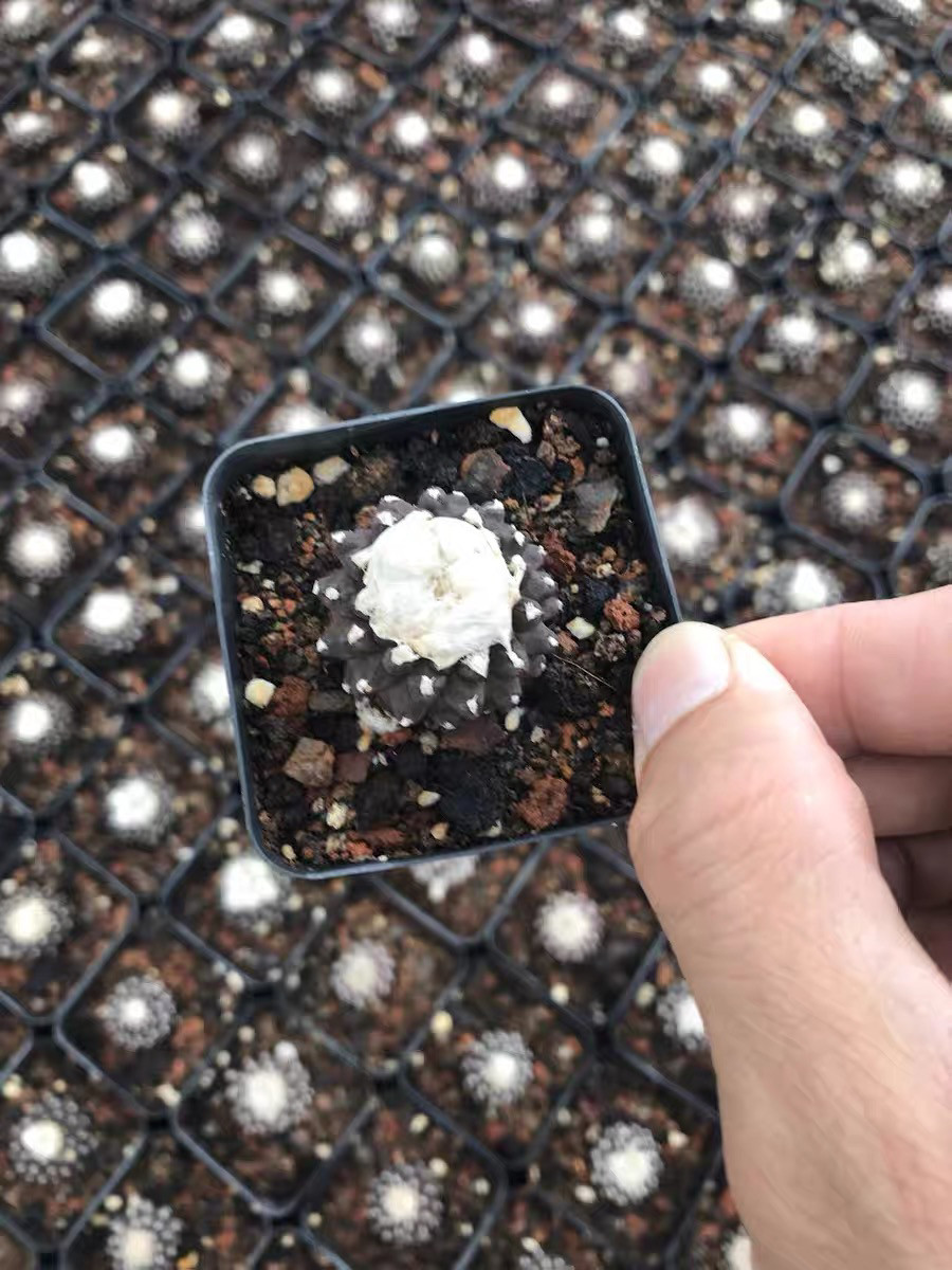 漳州嘟嘟仙人球有限公司【墨蝶】多肉植物