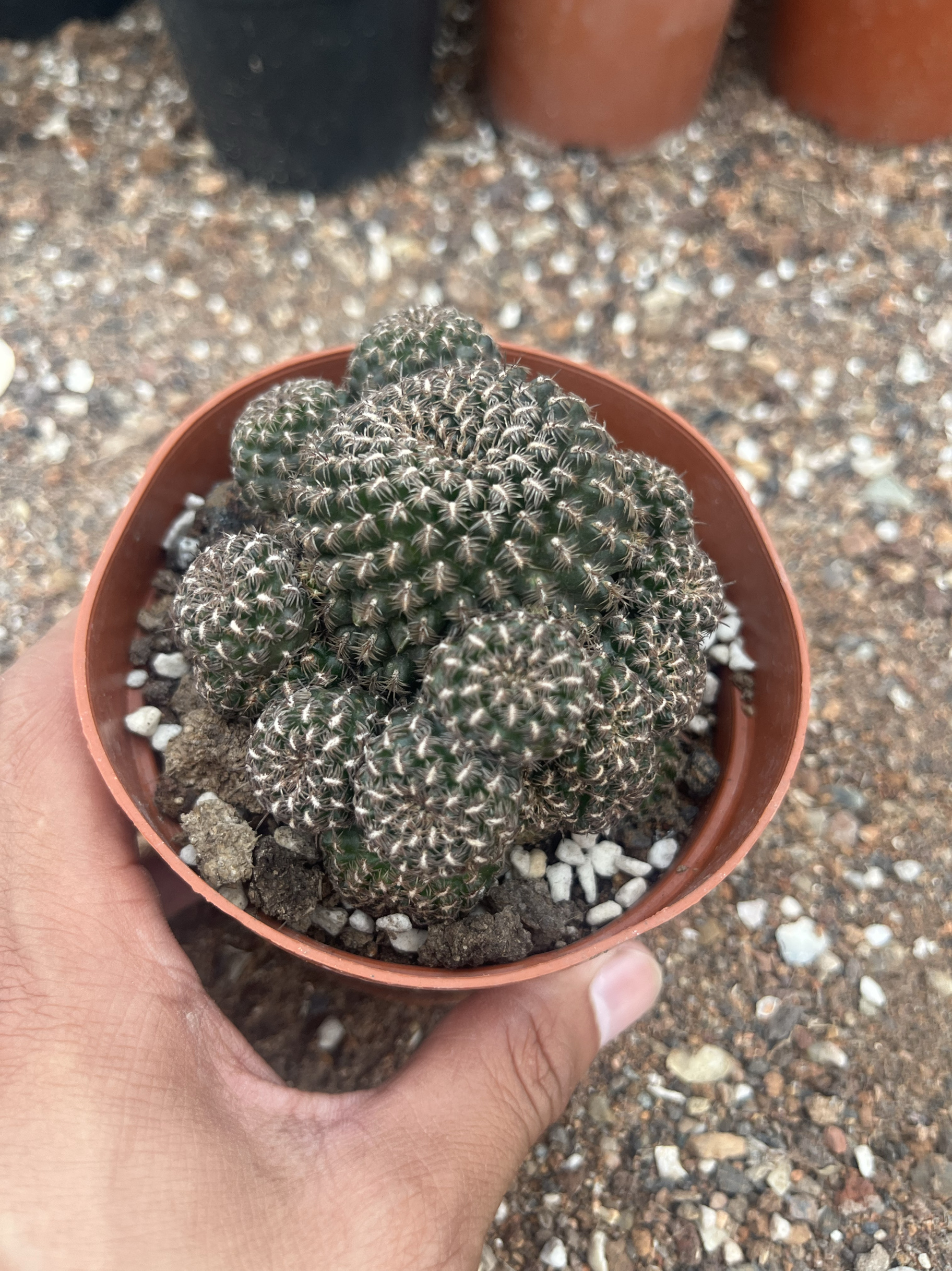漳州嘟嘟仙人球【黑寡妇】嫁接仙人球开花漂亮丽花属