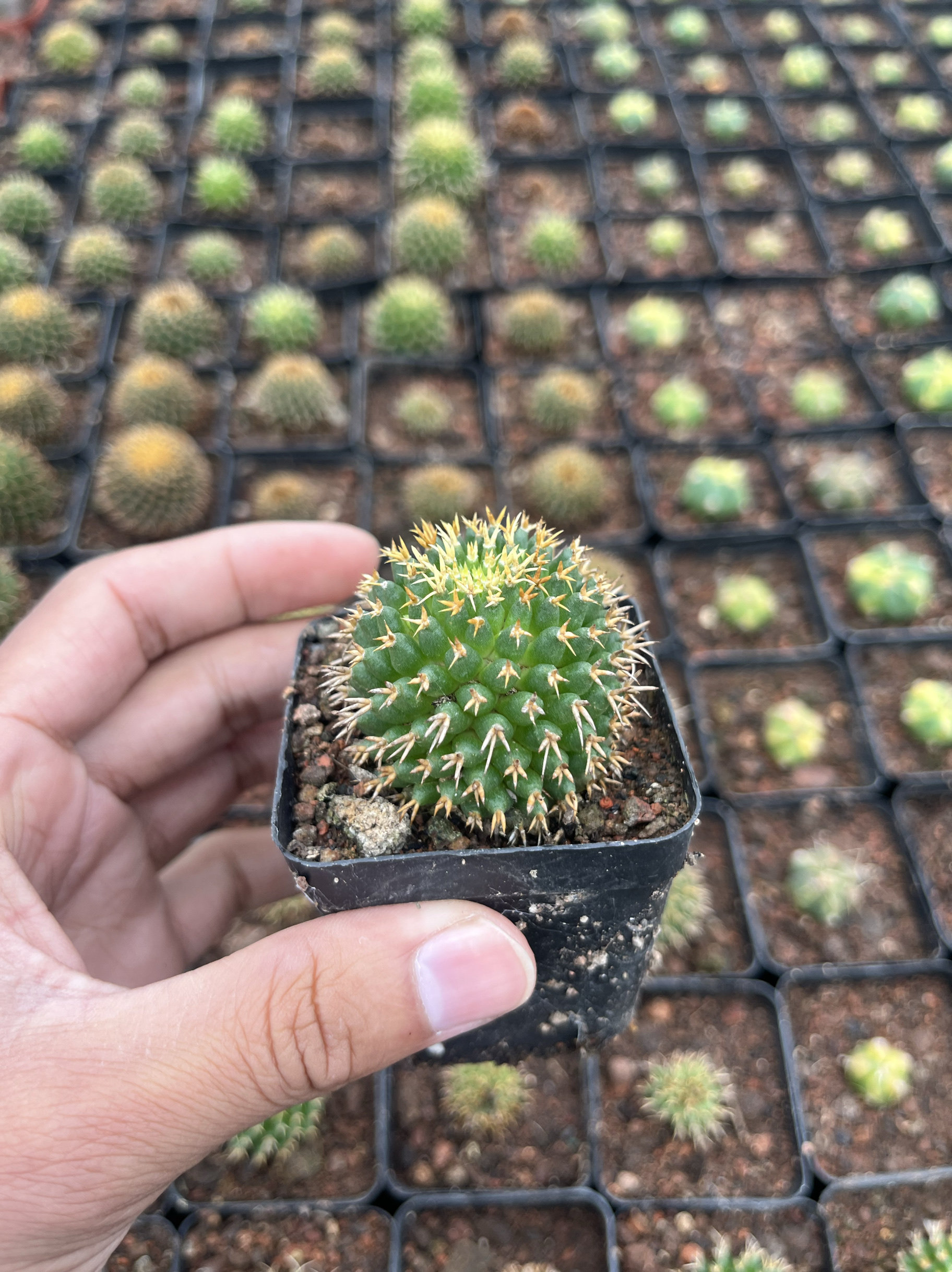 漳州嘟嘟仙人球[短豪刺琴丝丸]自根批发大棚仙人球有限公司