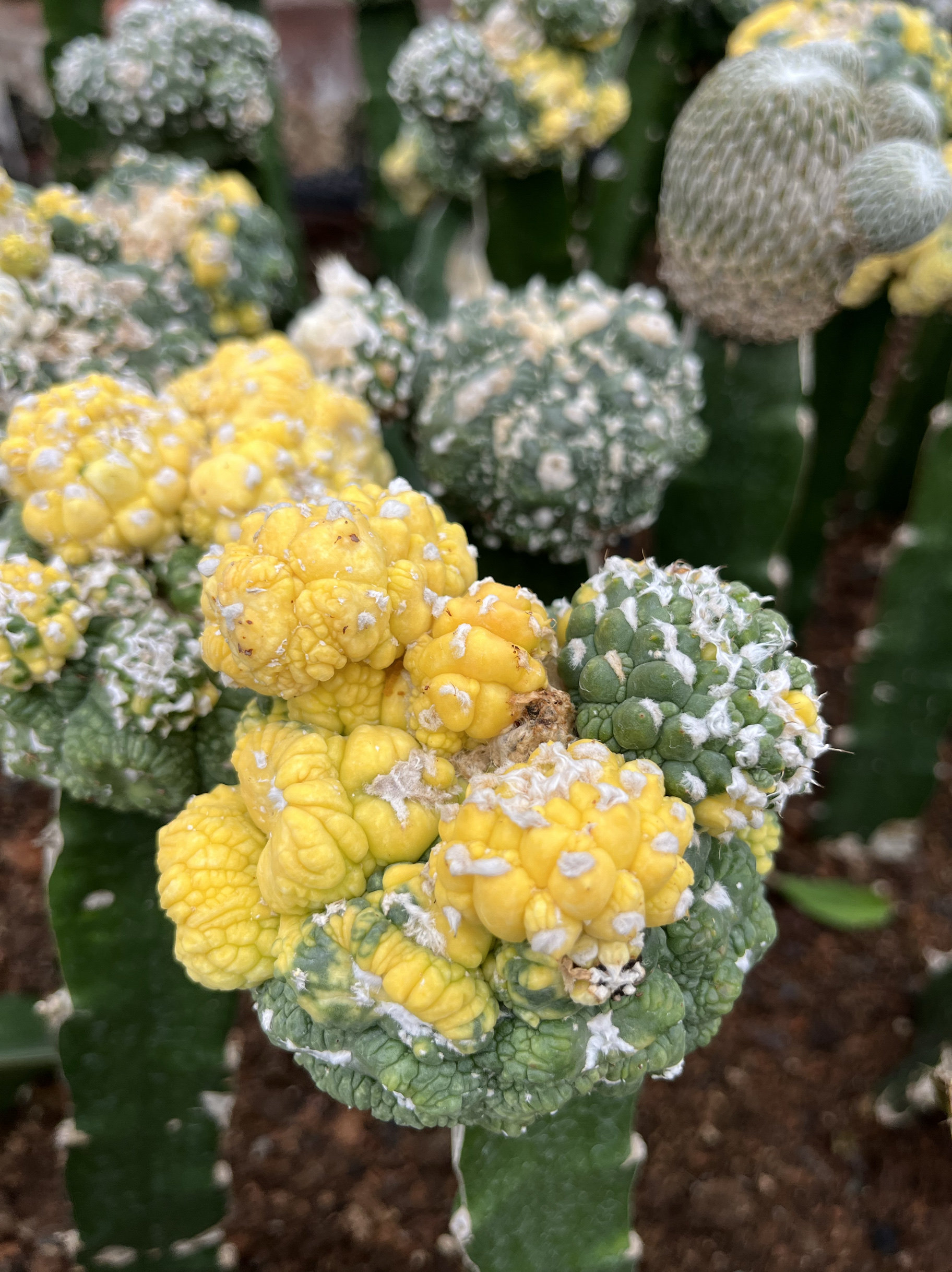 漳州嘟嘟仙人球【悟空兜锦嫁接】批发随机发仙人球