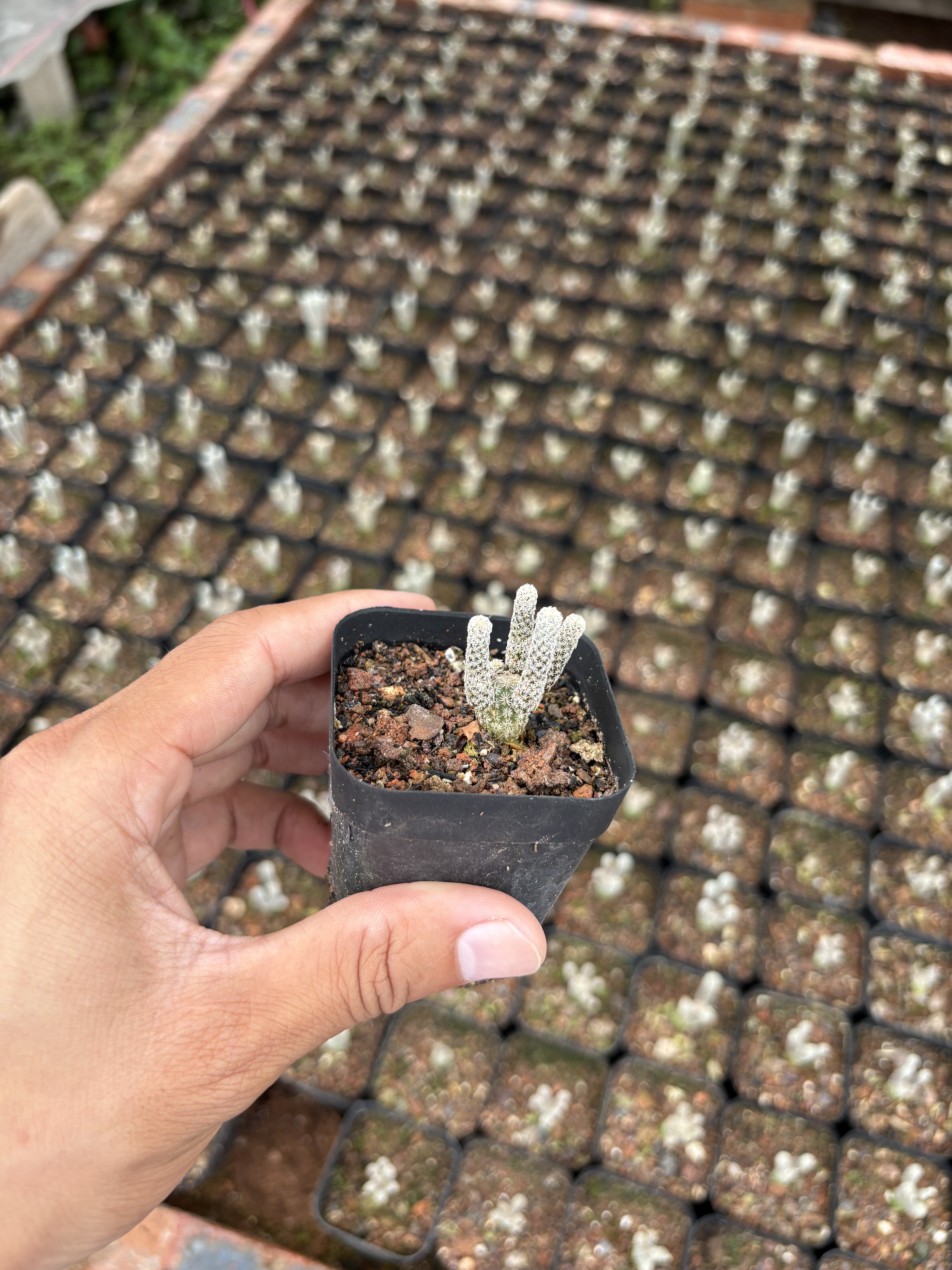 漳州嘟嘟仙人球【迷你牧师】小型仙人球批发自根