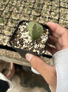 漳州高新区嘟嘟仙人球【卡撒白沙龙】实生批发摩萝科凝蹄科同属