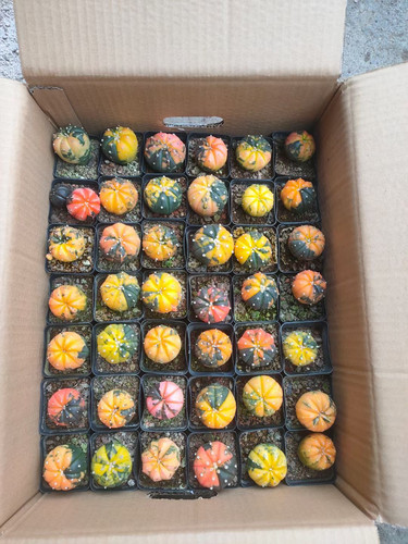 漳州嘟嘟仙人球【星兜锦】实生批 发星兜球