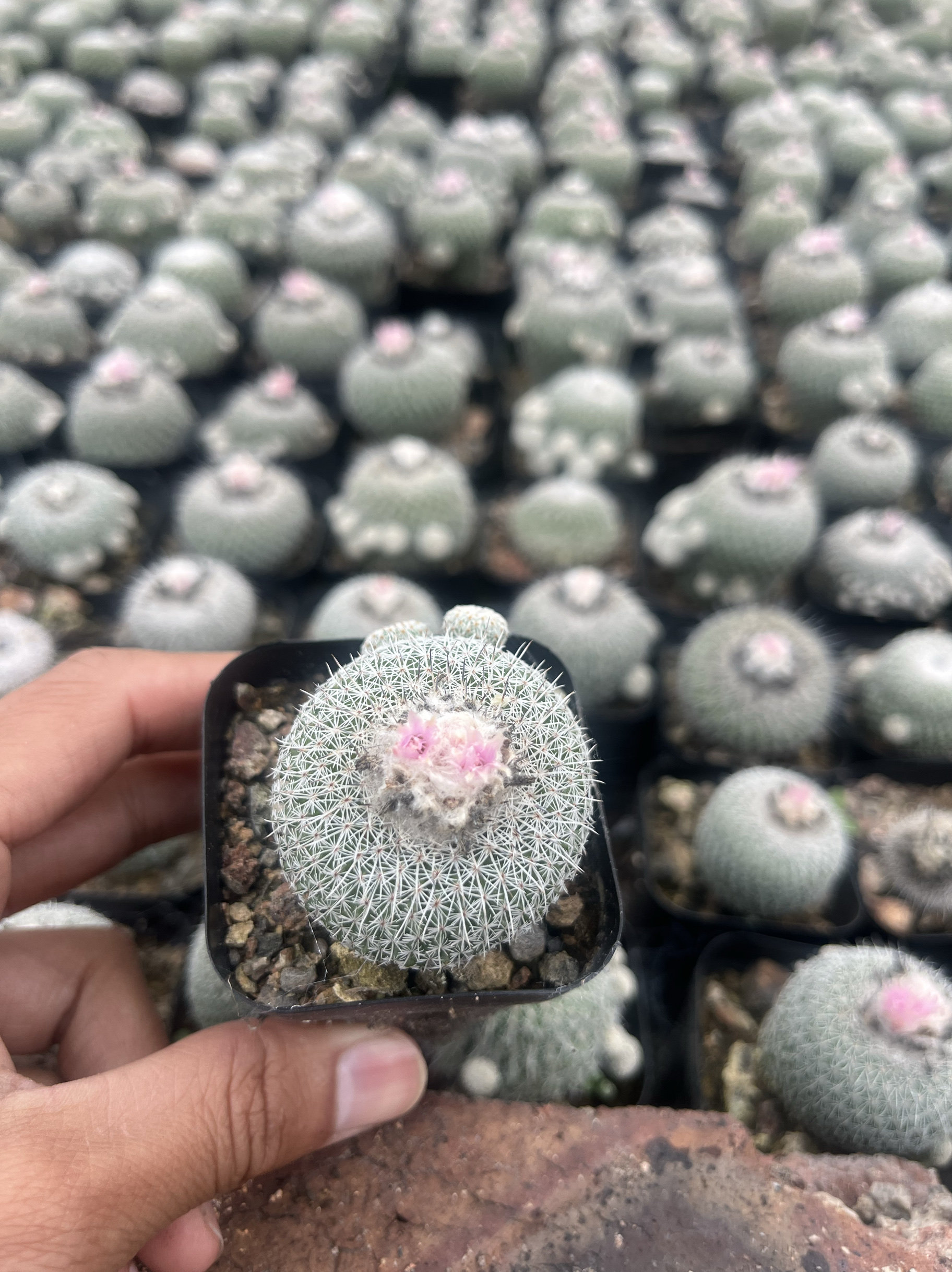 漳州嘟嘟仙人球 【乌月丸】月世界仙人自根批量出售