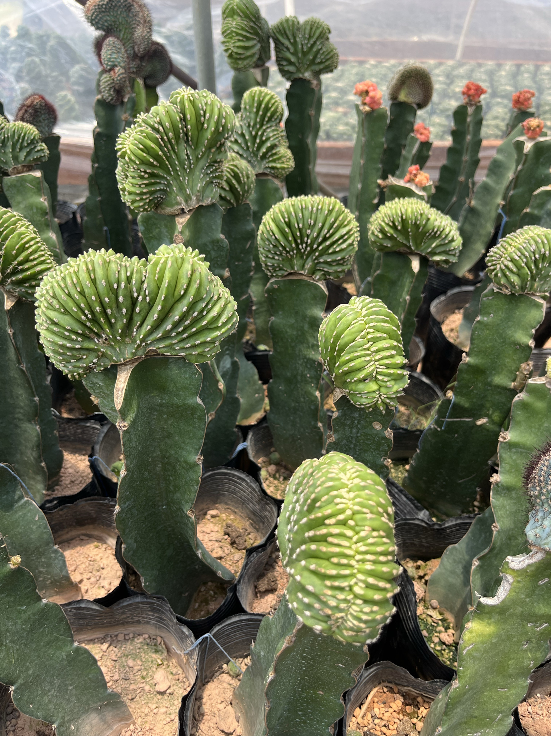 漳州嘟嘟仙人球【白云阁缀化】嫁接带钻木批发仙人掌