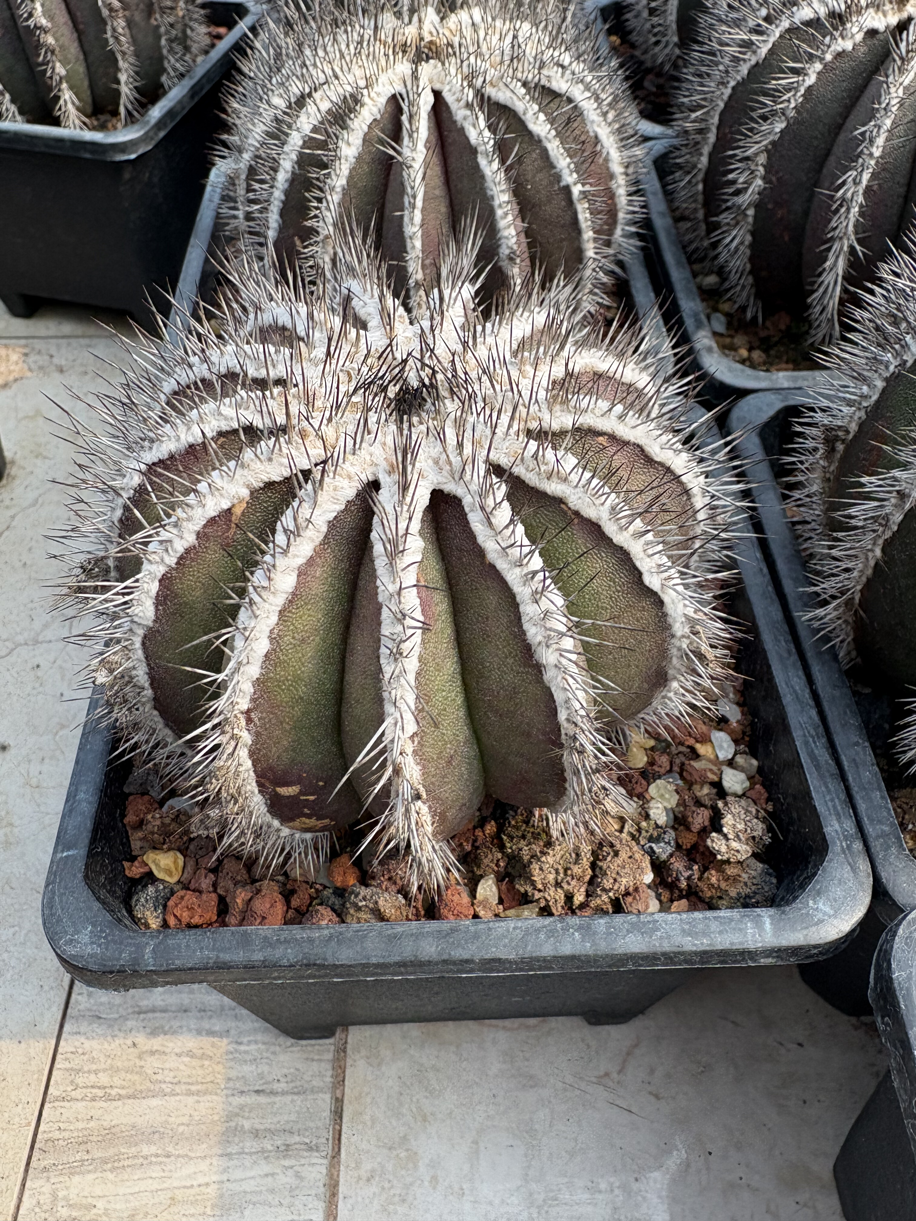 漳州嘟嘟仙人球【尤伯球】栉刺嫁接批发量大疣博球疣伯球批发