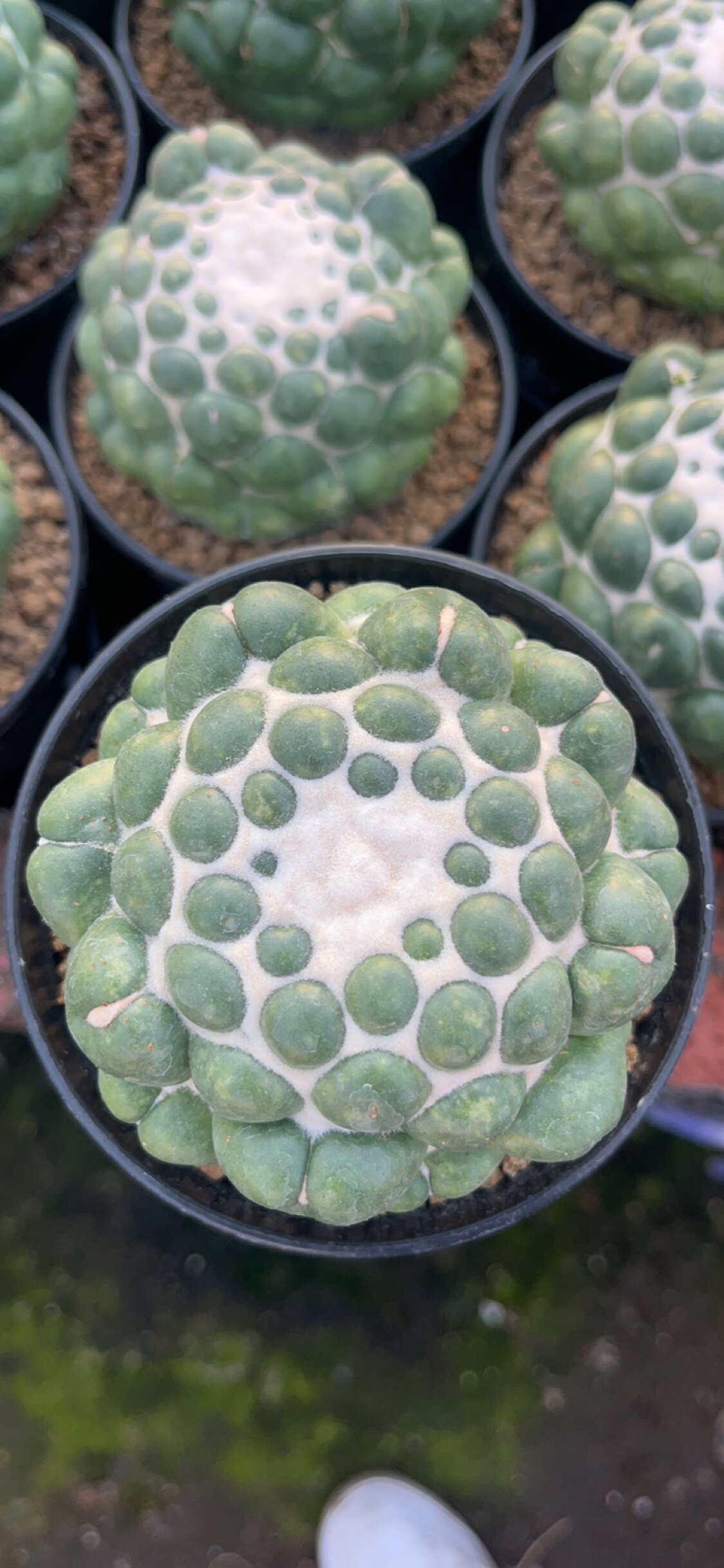 漳州嘟嘟仙人球【蜘蛛眼象牙】仙多肉植物