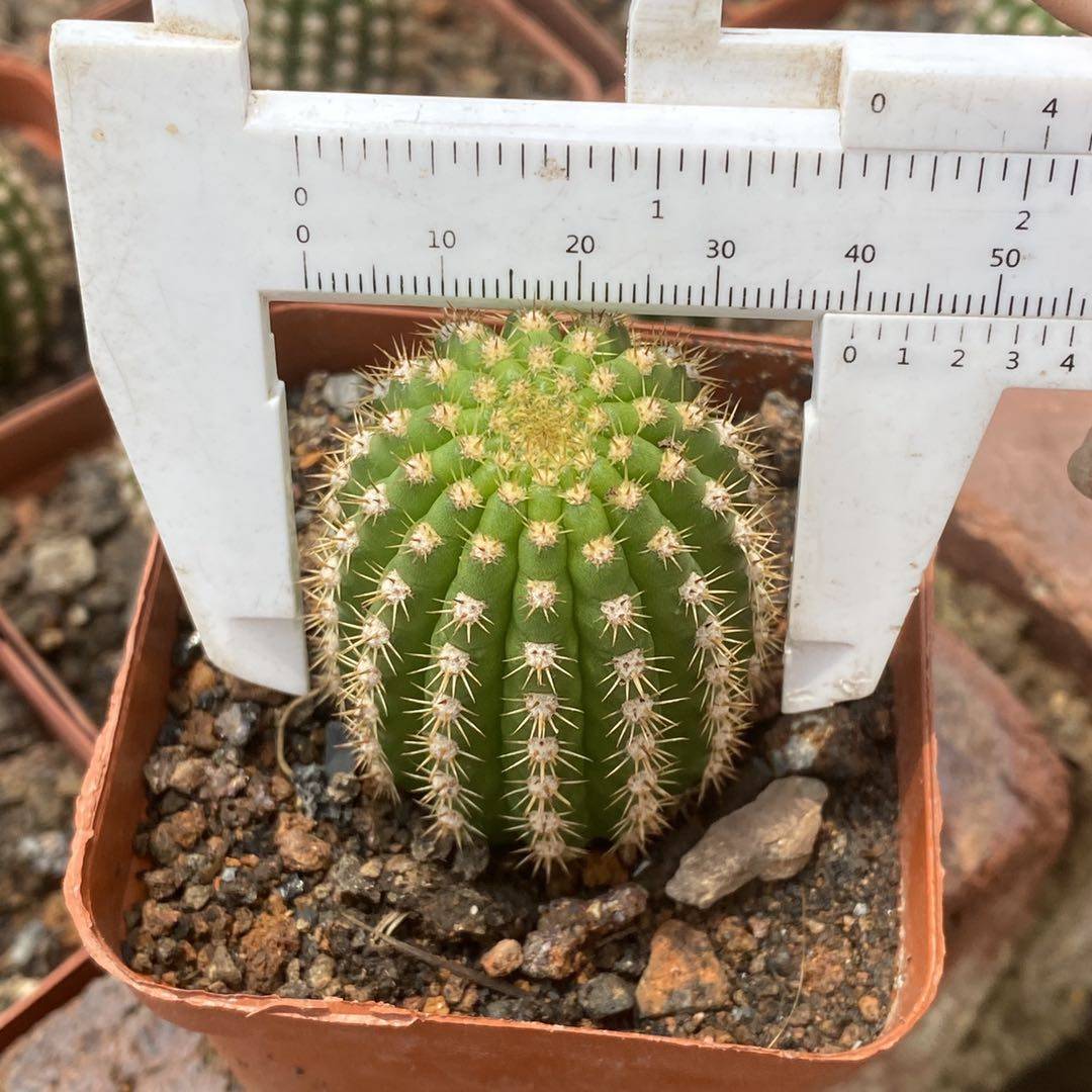 漳州嘟嘟仙人球【帕帕基诺】自根大花美花类似采草