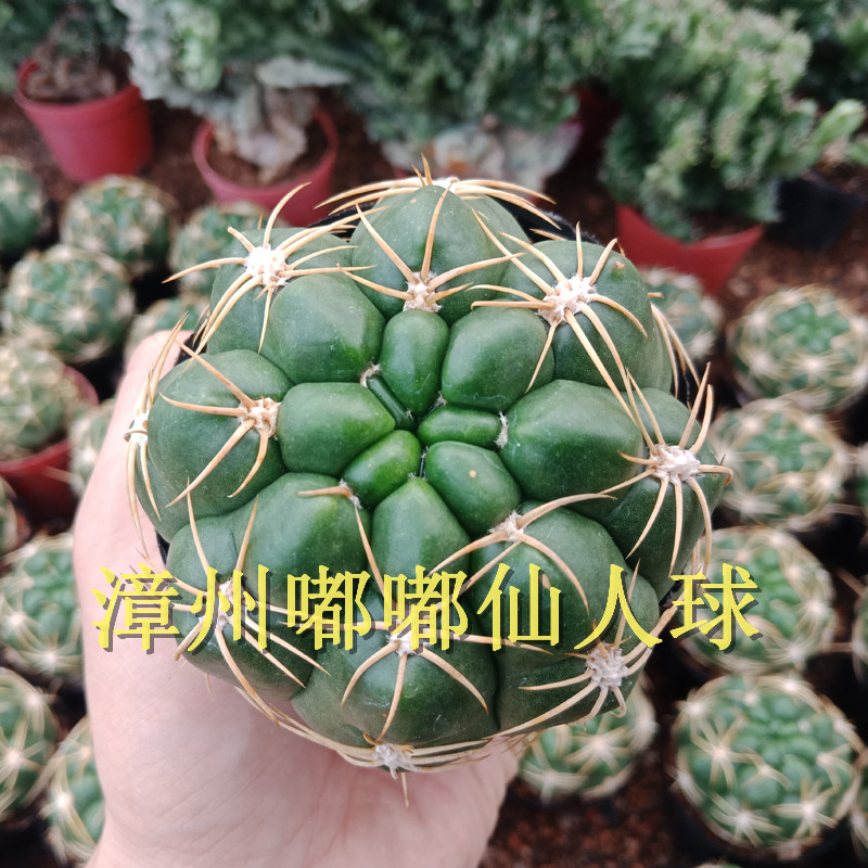 漳州仙人球落地大棚多肉植物