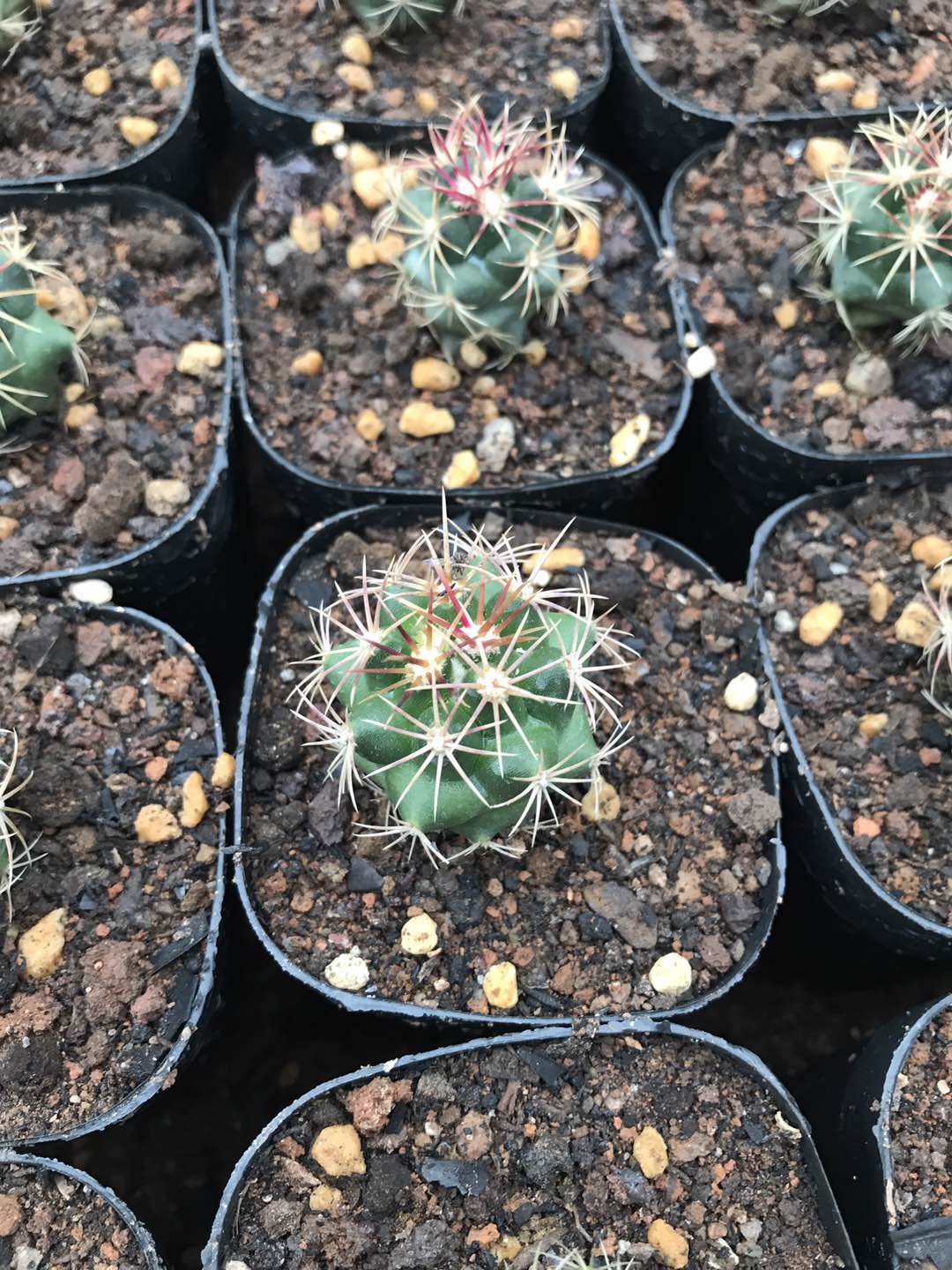 漳州仙人球五彩大统领实生带刺