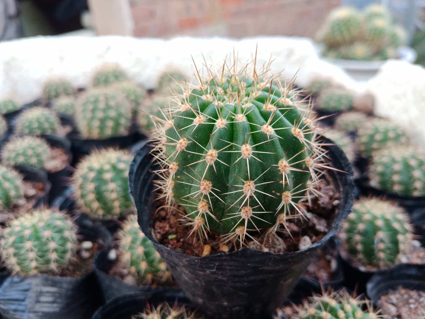 漳州嘟嘟仙人球【毛花柱】自根批 发茂华住