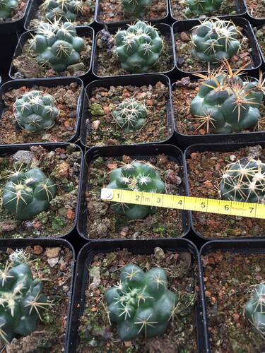 漳州嘟嘟仙人球巨象自生多肉植物