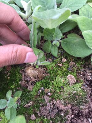 漳州断崖女王发根大棚多肉植物