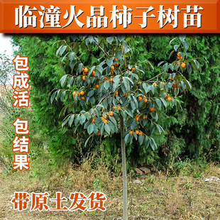 陕西临潼柿子树果苗盆栽地栽南北方种植庭院果树火晶柿火罐柿树苗