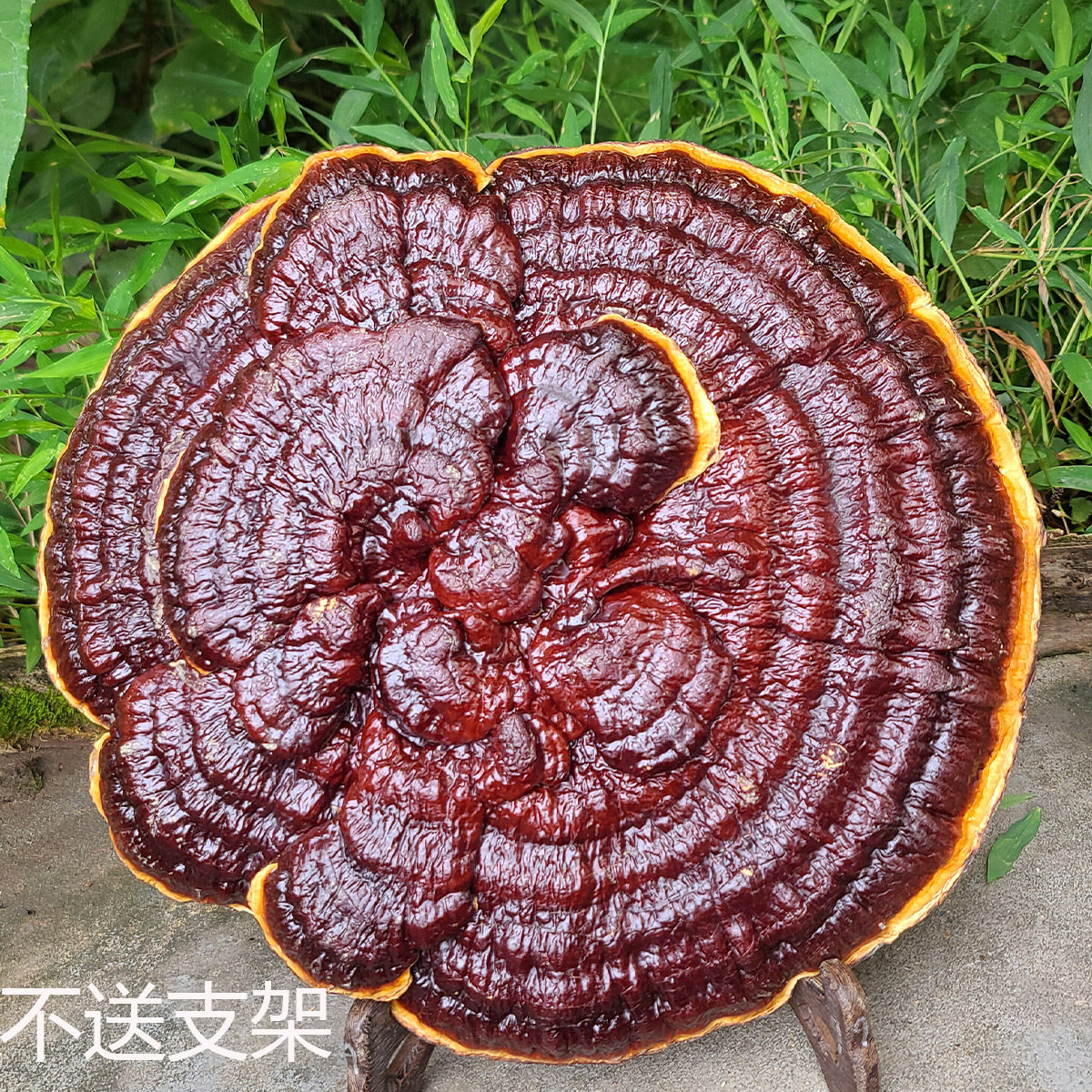 30-45厘米金边赤灵芝整枝摆件
