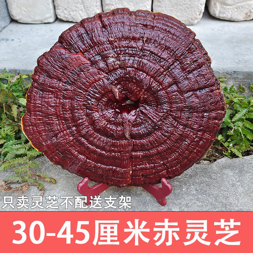 30-45厘米大灵芝观赏摆件