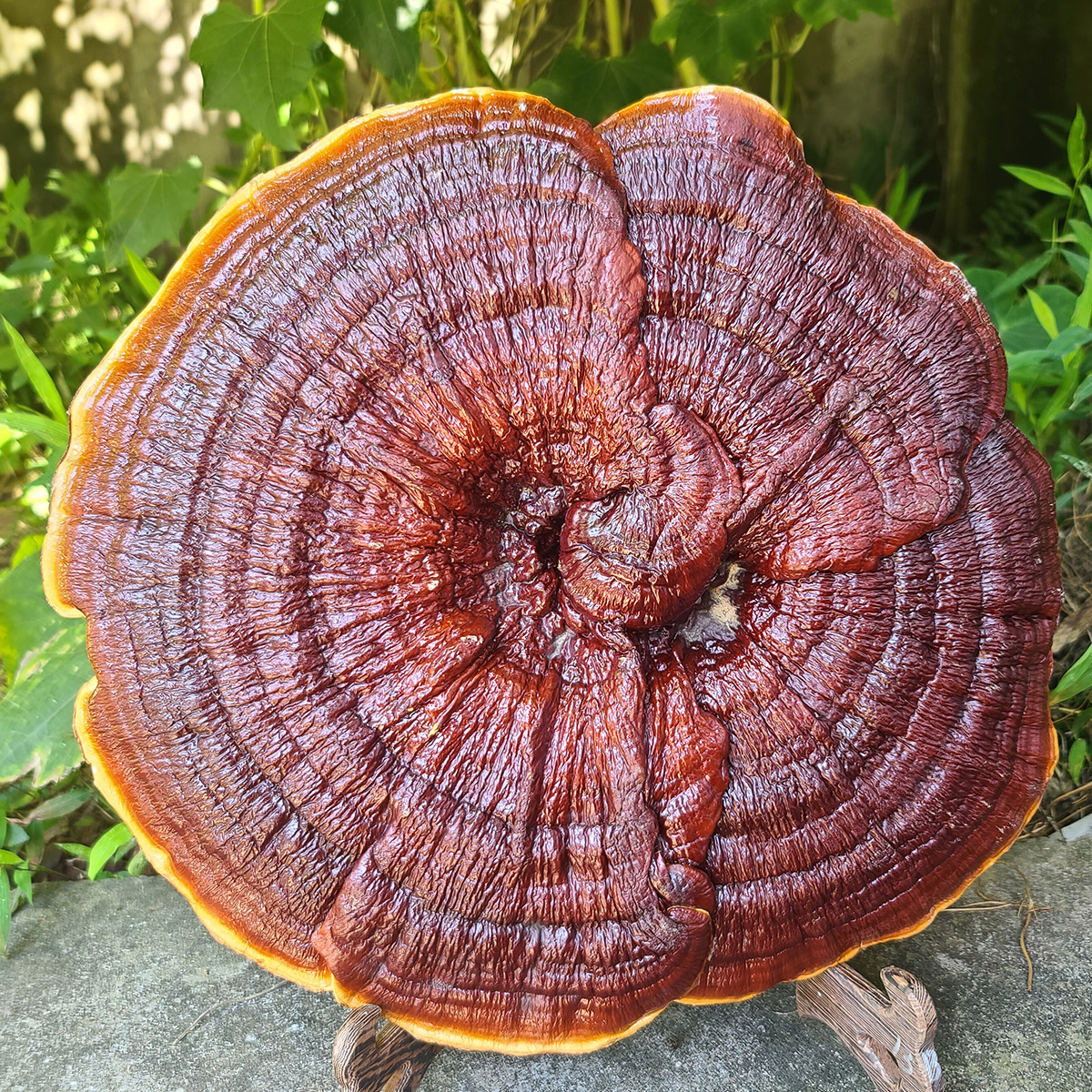 金边红灵芝整枝半野生盆景摆件