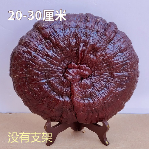 20-30cm 半野生大灵芝观赏灵芝摆件创意礼品金边赤灵芝整枝一朵