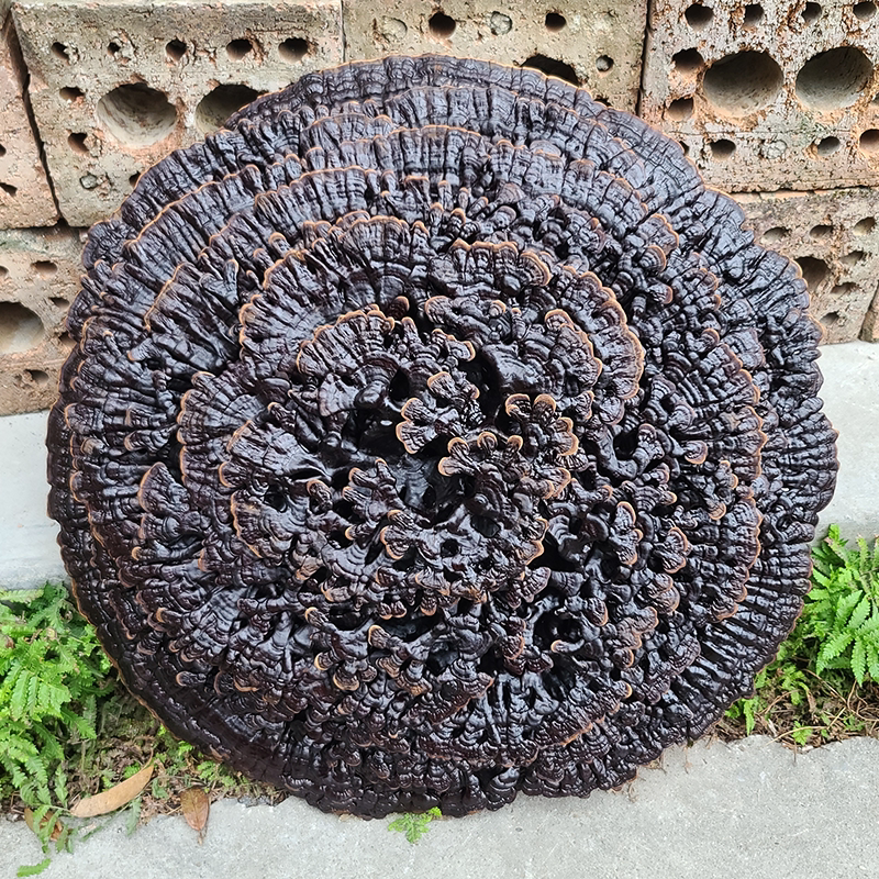 特大黑灵芝多层花朵型整枝摆件图片