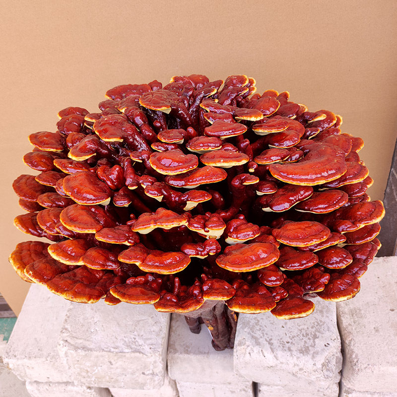 50-70cm半野生特大灵芝多层灵芝花观赏摆件巨型赤灵芝红灵芝整朵