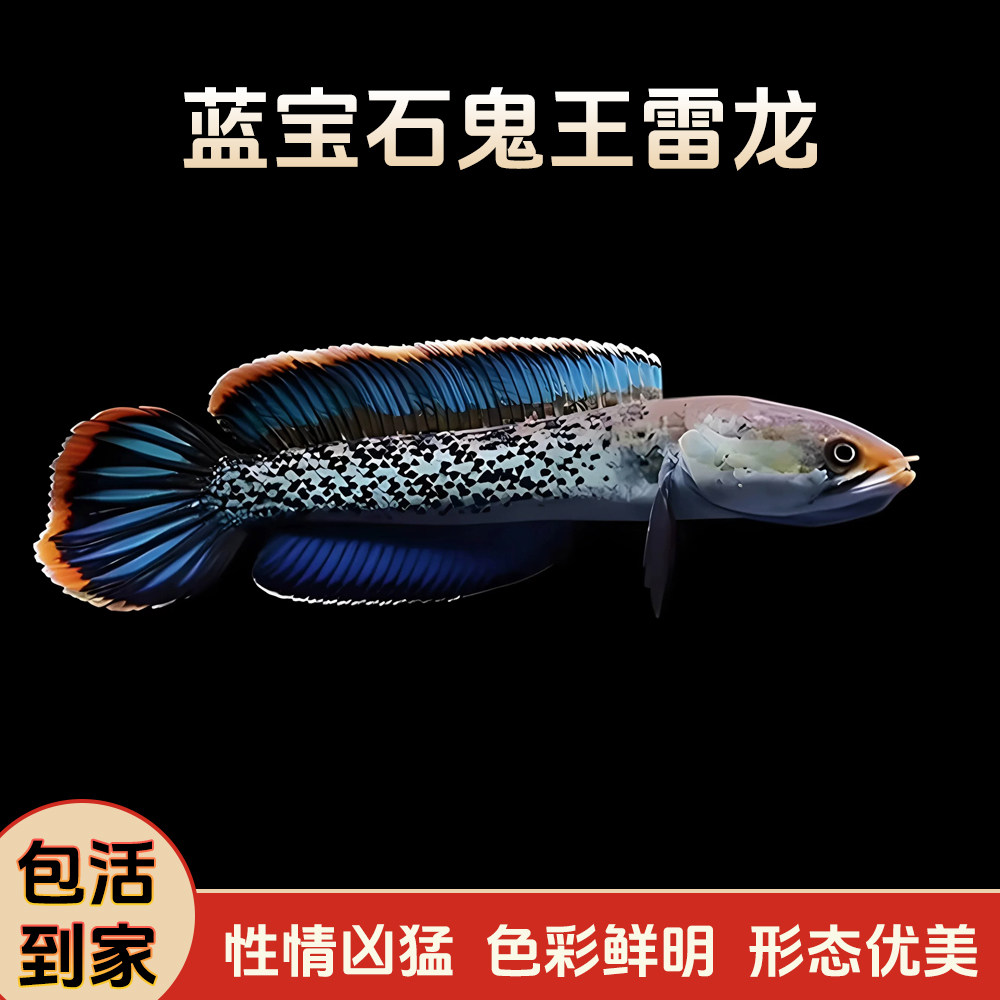 蓝宝石鬼王雷龙鱼热带观赏鱼凶猛冷水淡水活体雷龙鱼巴卡二型新手