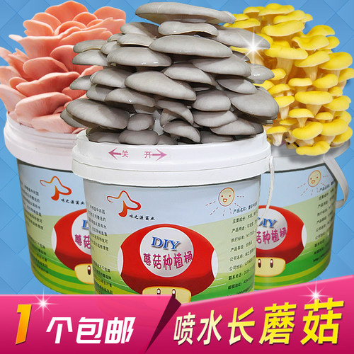 DIY种植桶食用菌盆栽菌包种蘑菇包邮平菇家庭阳台蘑菇种植菌种 - 封面