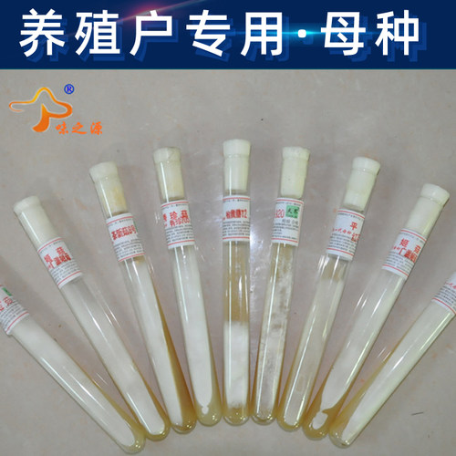 食用菌菌种菇农种植专用