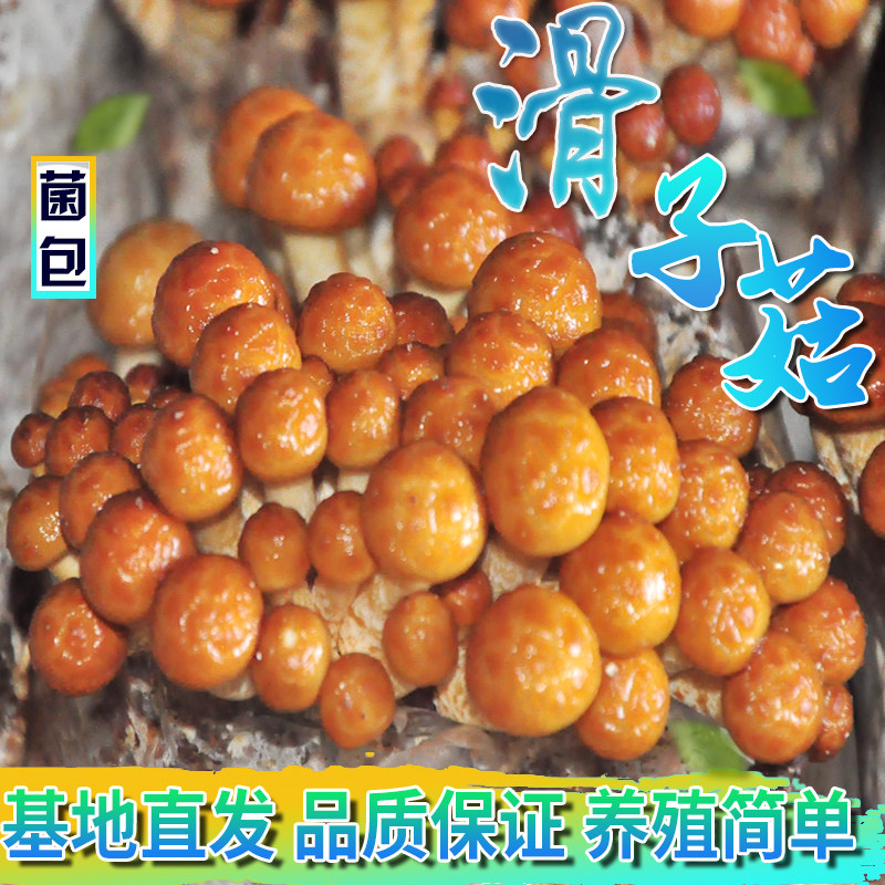 滑子菇菌包食用菌种菌棒滑子菇蘑菇种植菌包蘑菇养殖种蘑菇