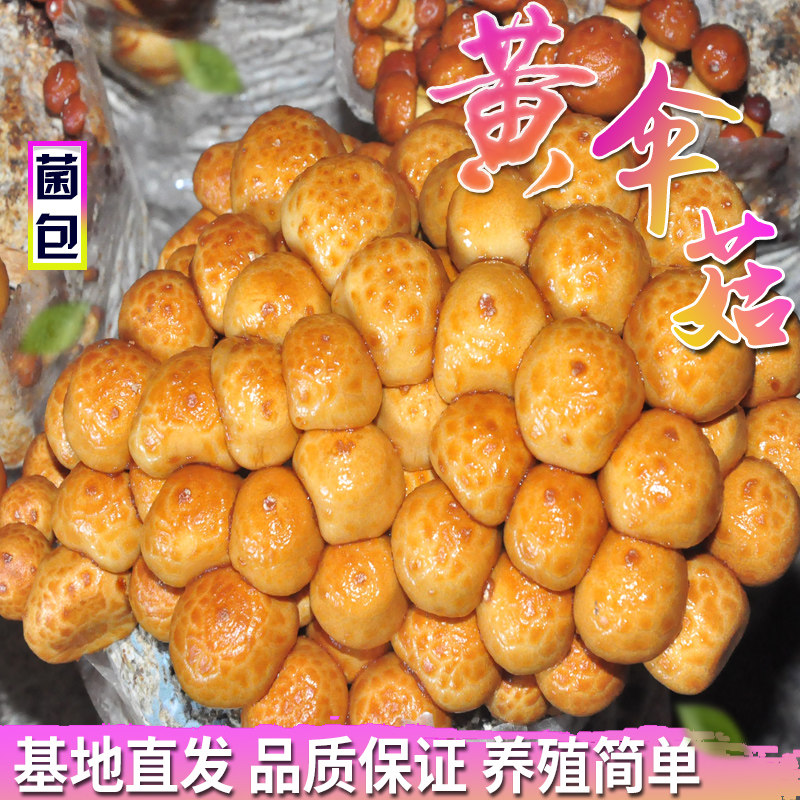 阳台包邮食用菌种菌棒黄伞菇食用菇蘑菇种植菌种子蘑菇菌包