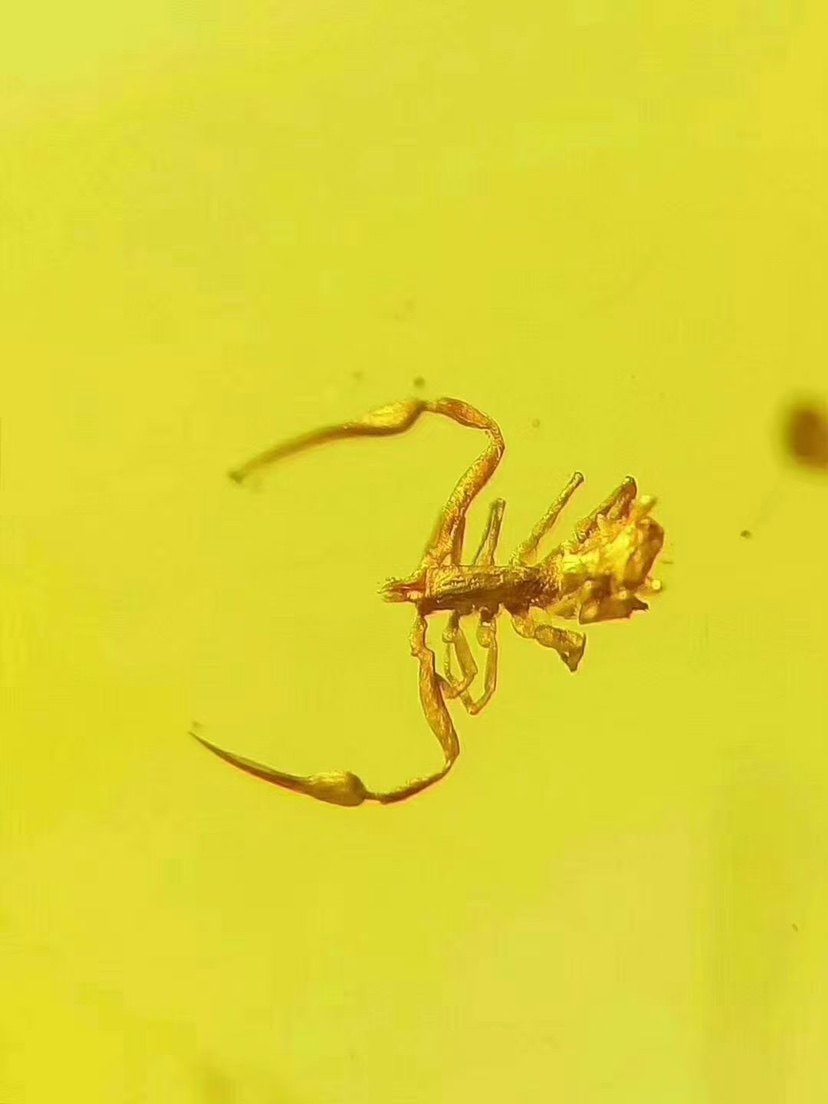 【素缘】缅甸纯天然虫珀吊坠1002 19琥珀带拟蝎苍蝇标本挂件戒面