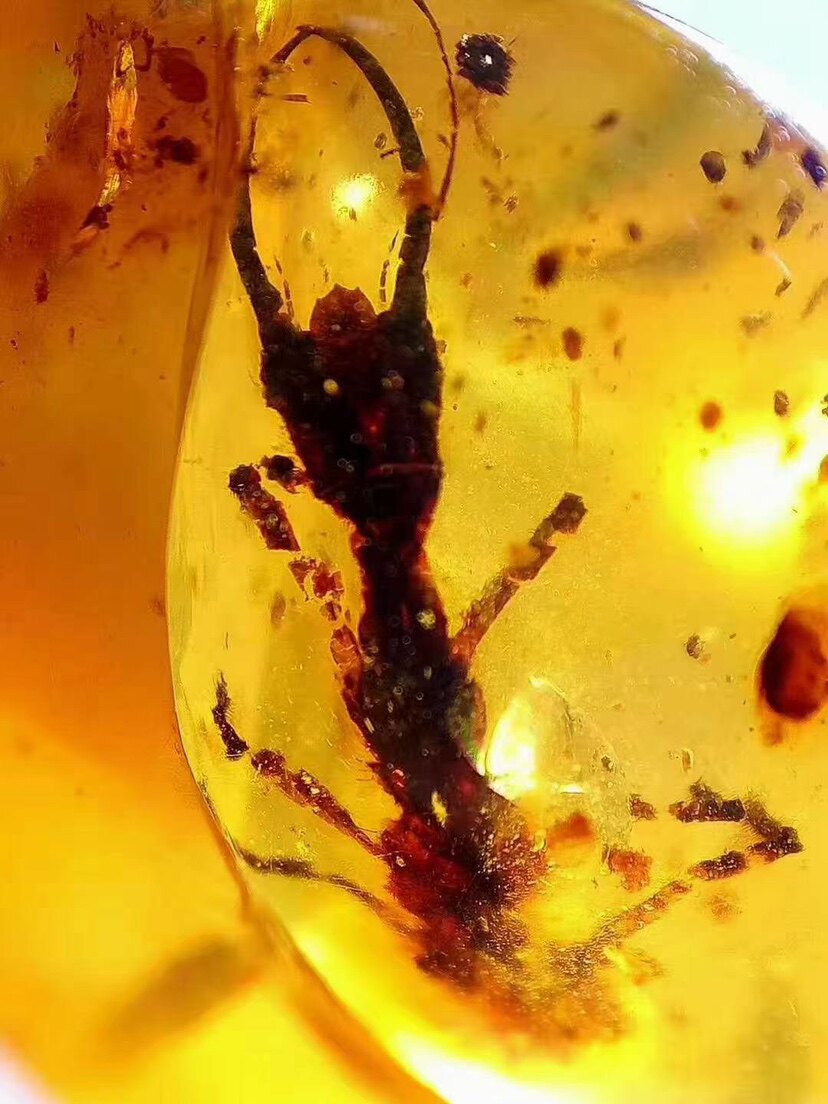 【素缘】缅甸纯天然虫珀吊坠0903 13琥珀带蛉标本挂件戒面坠子