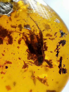 素缘缅甸天然虫珀吊坠0618 01琥珀带蝼蛄马陆标本化石原矿坠子