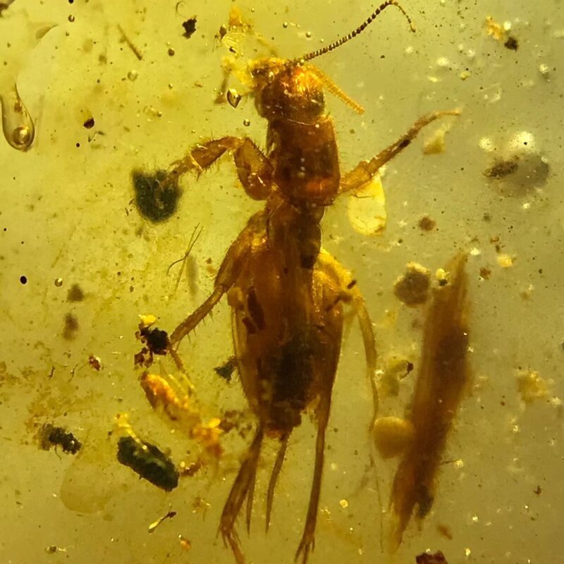 素缘缅甸天然虫珀吊坠0322 27琥珀带蝼蛄标本化石原石坠子挂件