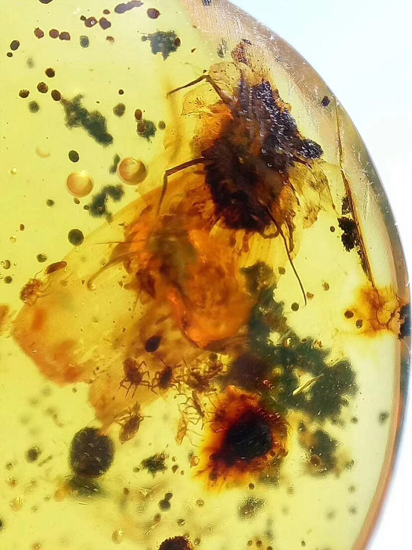 【素缘】缅甸纯天然虫珀吊坠1204 08琥珀带蚧壳虫育幼标本挂件