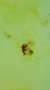 素缘缅甸天然虫珀吊坠0616琥珀带蝼蛄标本化石原矿坠子