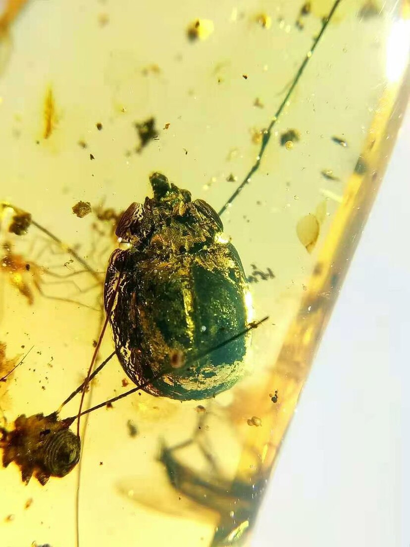 【素缘】缅甸纯天然虫珀吊坠0403 02琥珀带象甲盲蛛虻蚊子标本