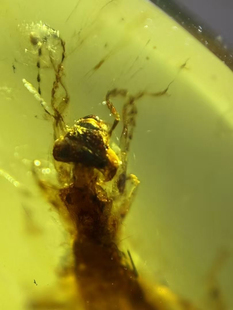 素缘缅甸天然虫珀吊坠0426琥珀带蠼螋标本化石原矿坠子挂件