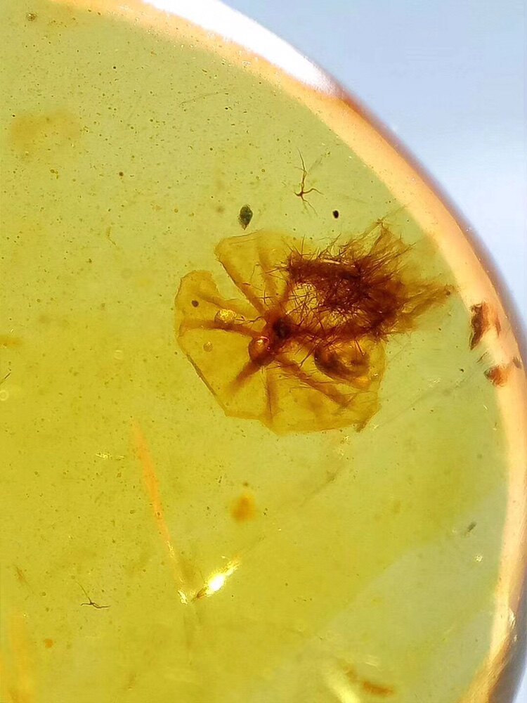 【素缘】缅甸纯天然虫珀吊坠0122 21琥珀带雄性蚧壳虫果蝇标本