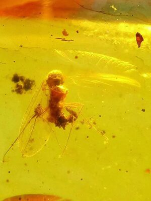 素缘缅甸天然虫珀吊坠0104 55琥珀带蚊子标本化石原矿坠子