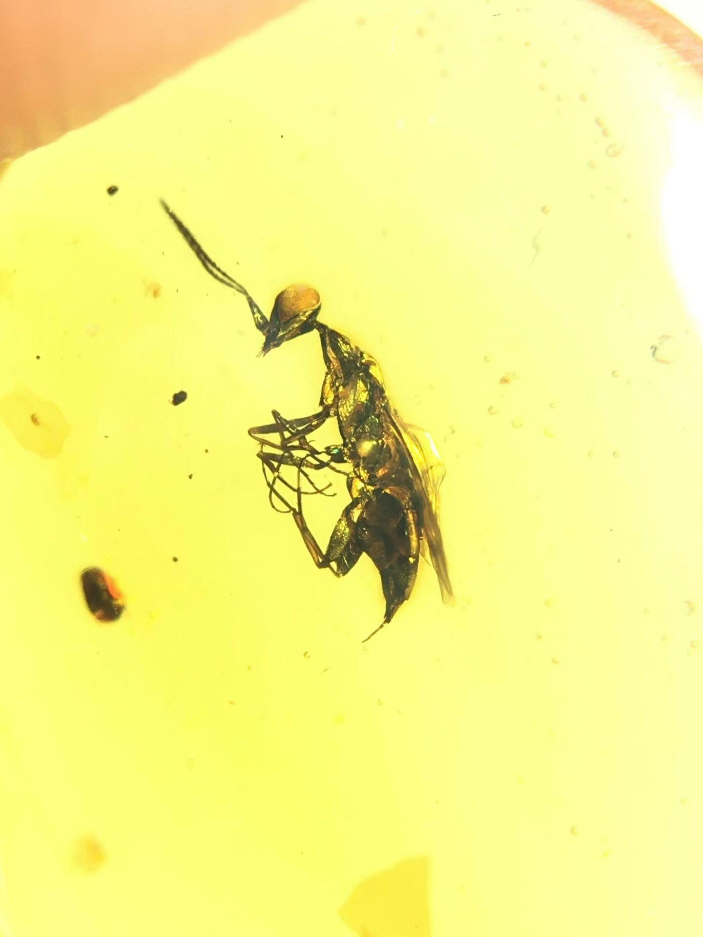 素缘缅甸天然虫珀吊坠0402琥珀带蜜蜂标本化石原矿坠子