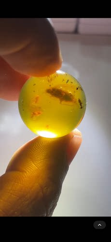 素缘缅甸天然虫珀吊坠0610琥珀带蜚蠊珠子标本化石原矿坠子